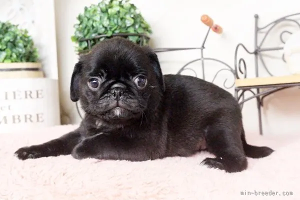 ID：1510-00261の子犬