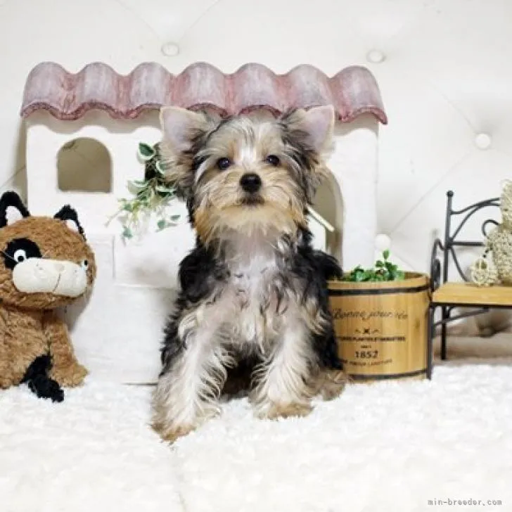 ID:2206-03535の子犬