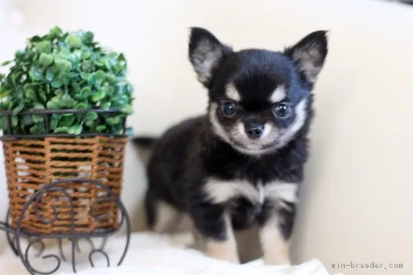 くま 様のお迎えした子犬