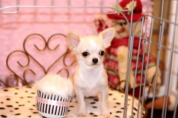 ID:1312-01060の子犬