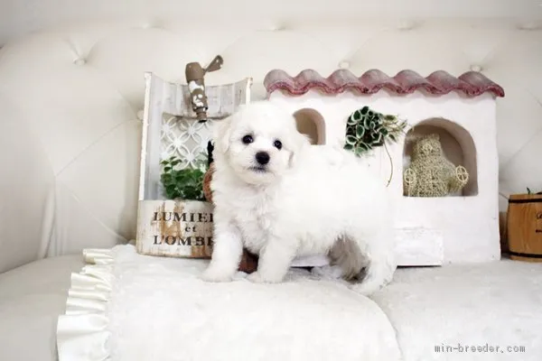 ID：2104-02914の子犬