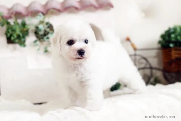 ID:1907-03167の子犬