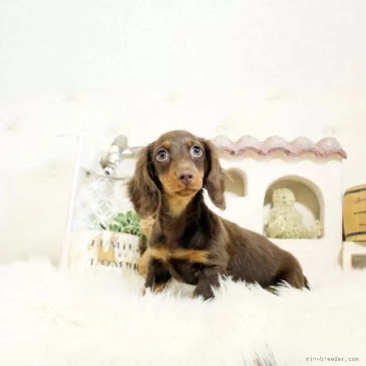 ID:2409-05376の子犬