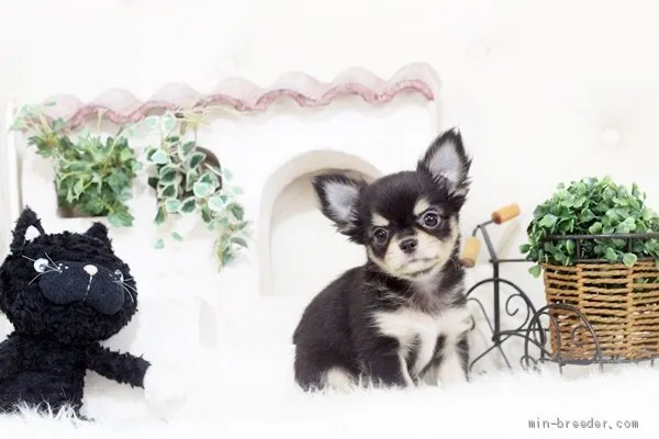 あい 様のお迎えした子犬