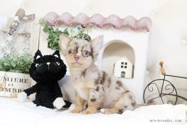 とらきち 様のお迎えした子犬
