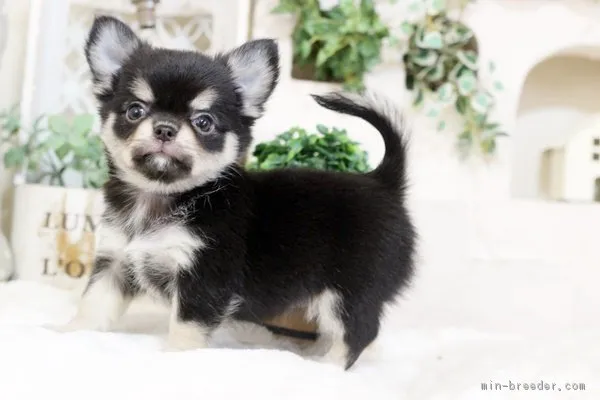 sato 様のお迎えした子犬