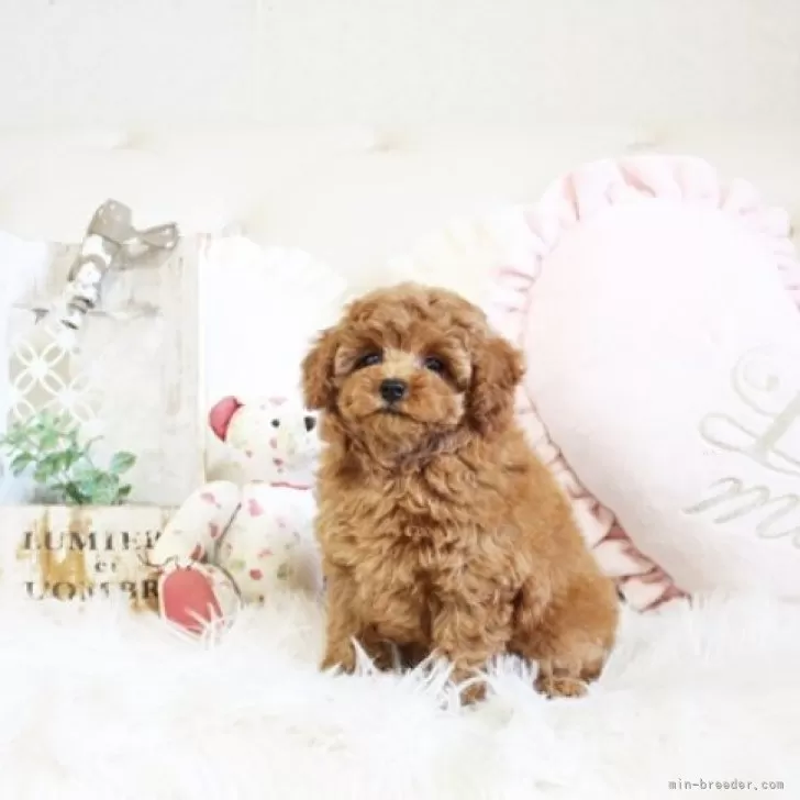 T 様のお迎えした子犬