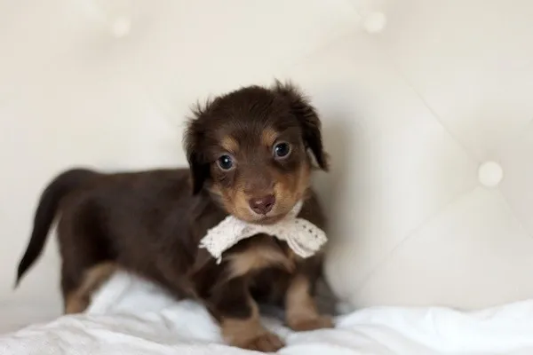 ID:1404-00493の子犬