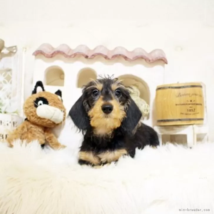 ID:2407-05550の子犬