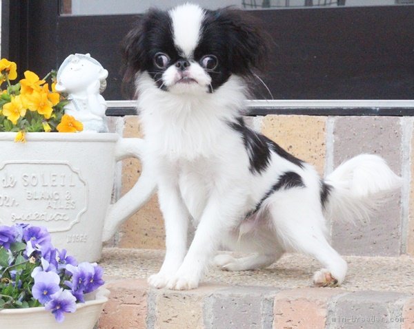 ID:1710-01383の子犬