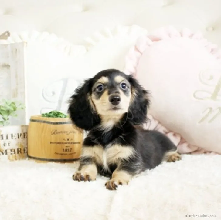 アイン 様のお迎えした子犬