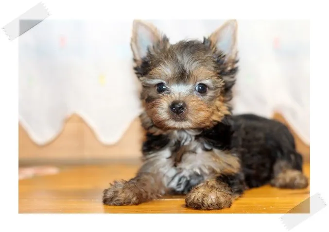 ID:1310-00597の子犬