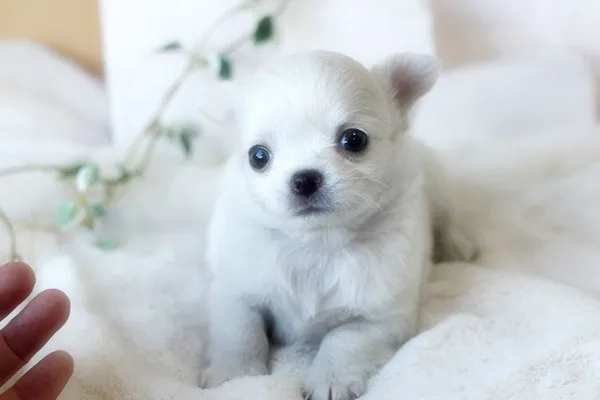 ID：1312-01061の子犬