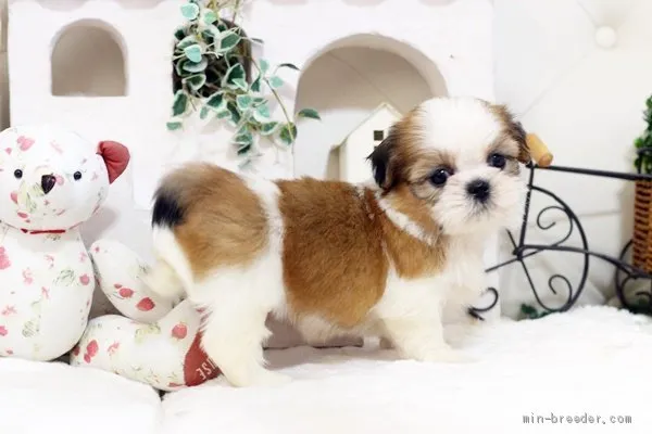 K.N 様のお迎えした子犬