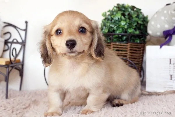 Moe 様のお迎えした子犬