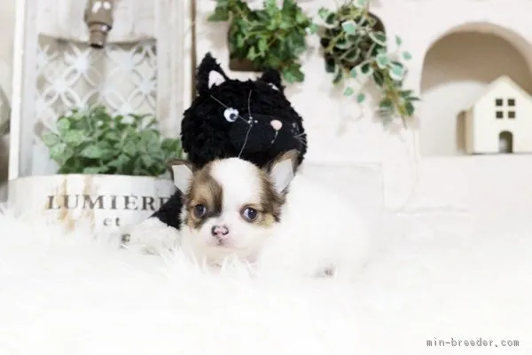 てん 様のお迎えした子犬