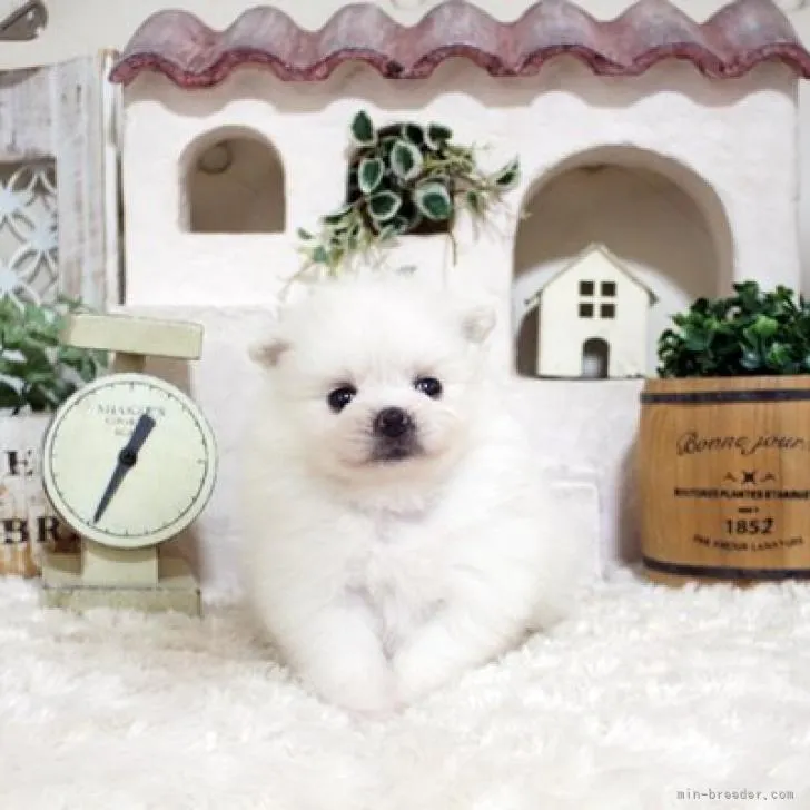 Y.M 様のお迎えした子犬