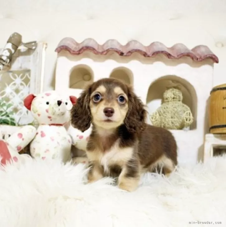 ココ 様のお迎えした子犬