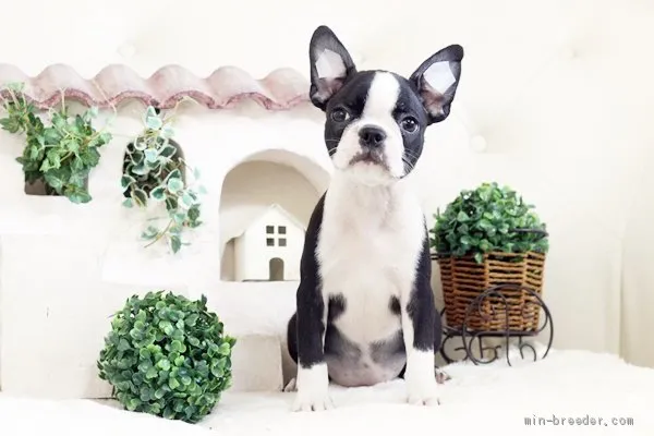 ID:1905-00628の子犬