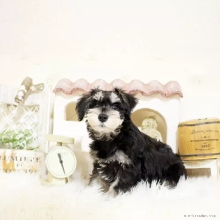 ID：2408-02238の子犬