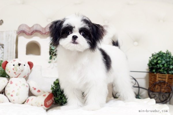 ミレー　犬を抱いた少女 死ぬ運命にある悪役令嬢の兄に転生したので、妹を育てて未来を