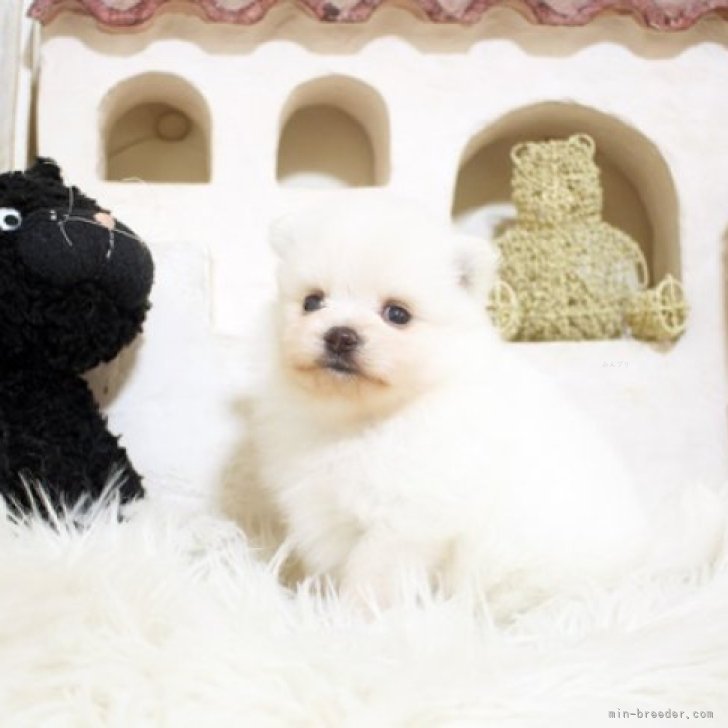 U 様のお迎えした子犬