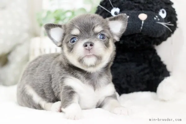 ID:1808-01449の子犬
