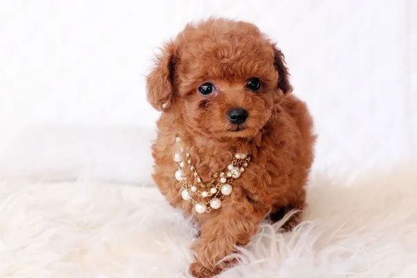 ID：1401-01174の子犬