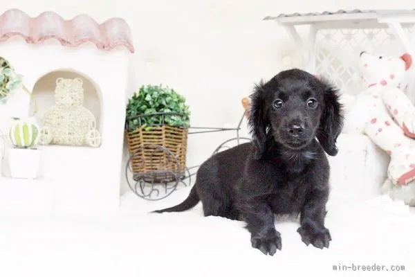 タキイ 様のお迎えした子犬