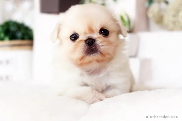 ID:1602-00019の子犬
