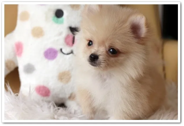 ID:1310-00942の子犬