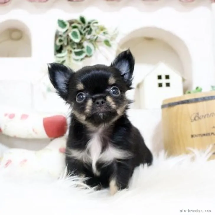 ID:2209-00408の子犬