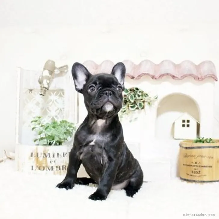 ID:2209-03786の子犬