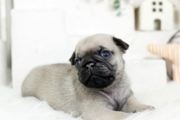 パグ【佐賀県・男の子・2020年4月8日・フォーン】の写真「ブサかわパグ君♪」