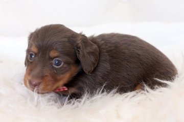 ミニチュアダックスフンド(ロング)【佐賀県・女の子・2014年2月8日・チョコタン】の写真「」