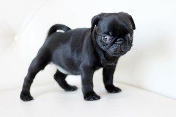 パグ【佐賀県・女の子・2014年4月23日・ブラック】の写真「」