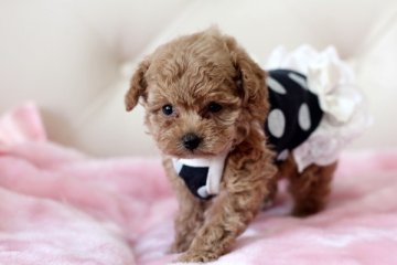 トイプードル(トイ)【佐賀県・女の子・2014年4月3日・レッド】の写真「」