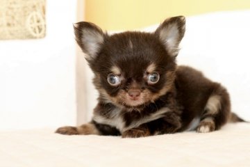 チワワ(ロング)【佐賀県・男の子・2013年12月11日・チョコクリーム】の写真「」
