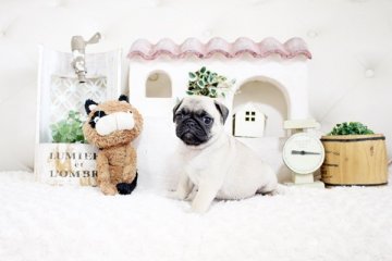 パグ【佐賀県・女の子・2021年5月9日・フォーン】の写真「まるまる元気なパグちゃん♪」