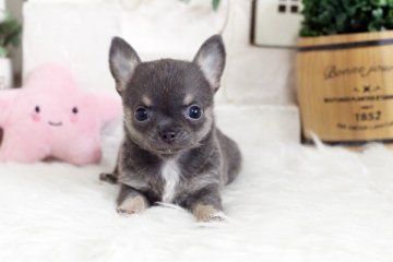 チワワ(スムース)【佐賀県・男の子・2020年6月29日・ブルータン】の写真「PRA発症しません☆元気なチワワちゃん♪」