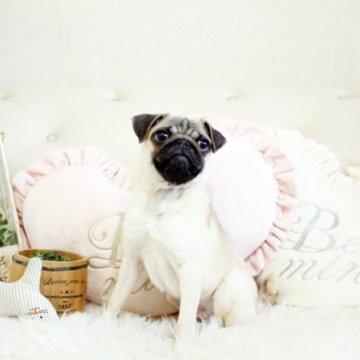 パグ【佐賀県・男の子・2023年7月6日・フォーン】の写真「可愛いパグちゃん★関東方面でのお迎えも可能です♪」