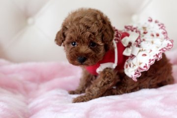 トイプードル(トイ)【佐賀県・女の子・2014年4月3日・レッド】の写真「」