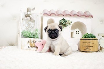 パグ【佐賀県・女の子・2021年6月10日・フォーン】の写真「ムチムチボディのパグちゃん♪」