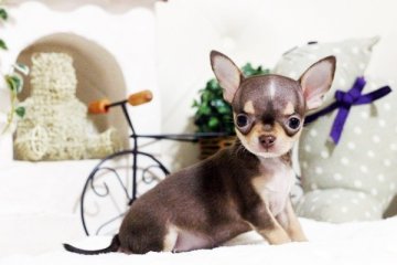 チワワ(スムース)【佐賀県・女の子・2017年8月31日・チョコタン&ホワイト】の写真「スムース　チワワちゃん」