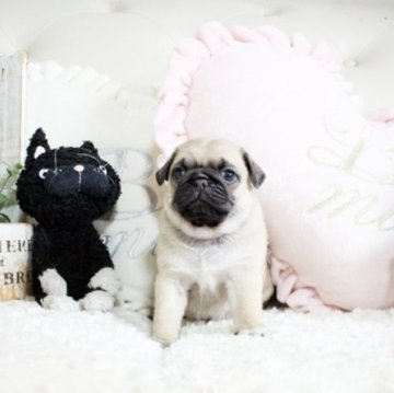 パグ【佐賀県・男の子・2022年12月30日・フォーン】の写真「DM発症しません。関東方面でのお迎えも可能です♪」