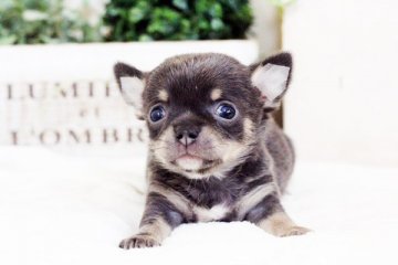 チワワ(スムース)【佐賀県・男の子・2017年9月24日・ブルータン&ホワイト】の写真「ブルータン＆ホワイト　スムース　」