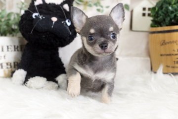 チワワ(スムース)【佐賀県・男の子・2020年6月29日・ブルータン】の写真「PRA発症しません☆元気なチワワちゃん♪」