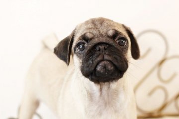 パグ【佐賀県・女の子・2019年12月13日・フォーン】の写真「可愛いお顔のパグちゃん」