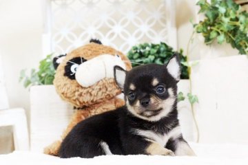 チワワ(スムース)【佐賀県・女の子・2017年10月1日・ブラックタン】の写真「カワイイお顔のチワワちゃん」