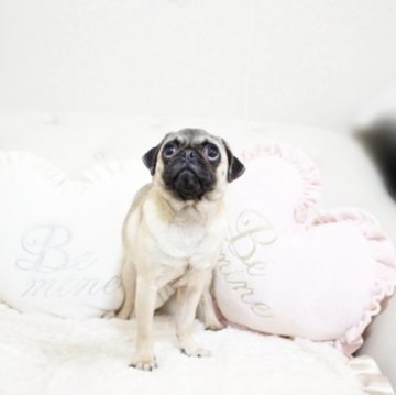 パグ【佐賀県・女の子・2022年6月25日・フォーン】の写真「可愛いパグちゃん★関東方面でのお迎えも可能です♪」